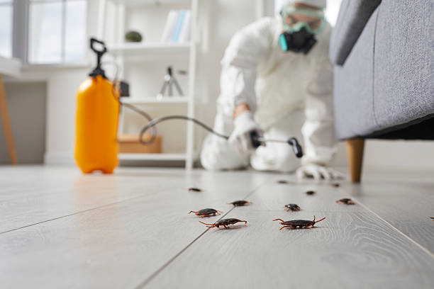 Post-Treatment Bed Bug Interceptor Monitoring in Toppers